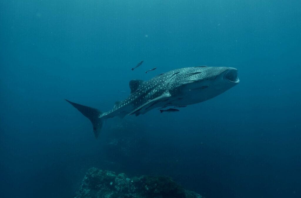 What the fish – The polka-dotted shark that loves plankton!