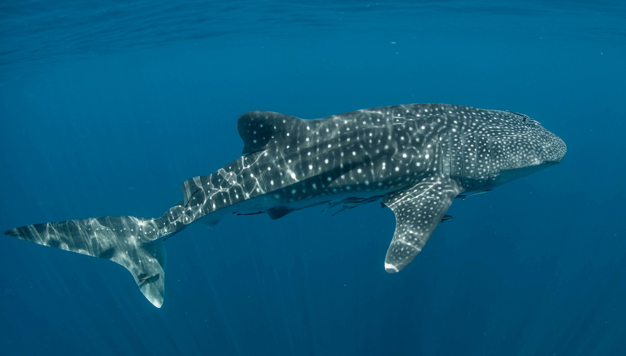 Whale Shark Marine Conservation Pondicherry India