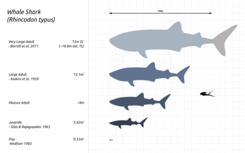 Whale Shark | The Polka-Dotted Shark That Loves Plankton