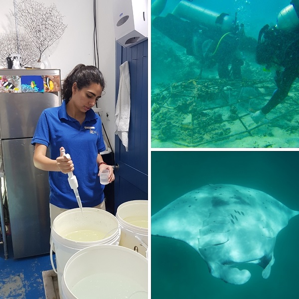 my work during the marine conservation internship in maldives