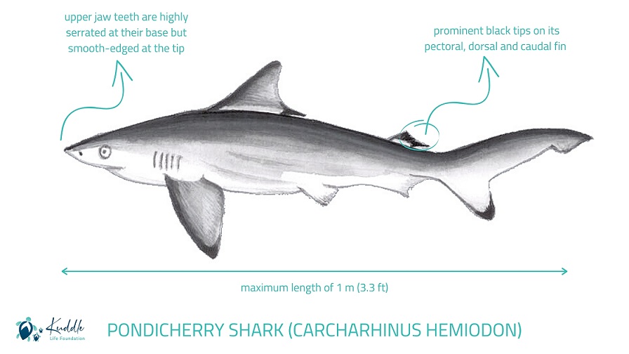 pondicherry shark endangered chart