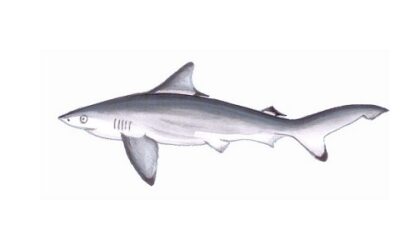 Pondicherry Shark – An unfortunate subject of human exploitation!