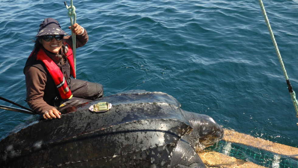 Marine Biologist in the Field