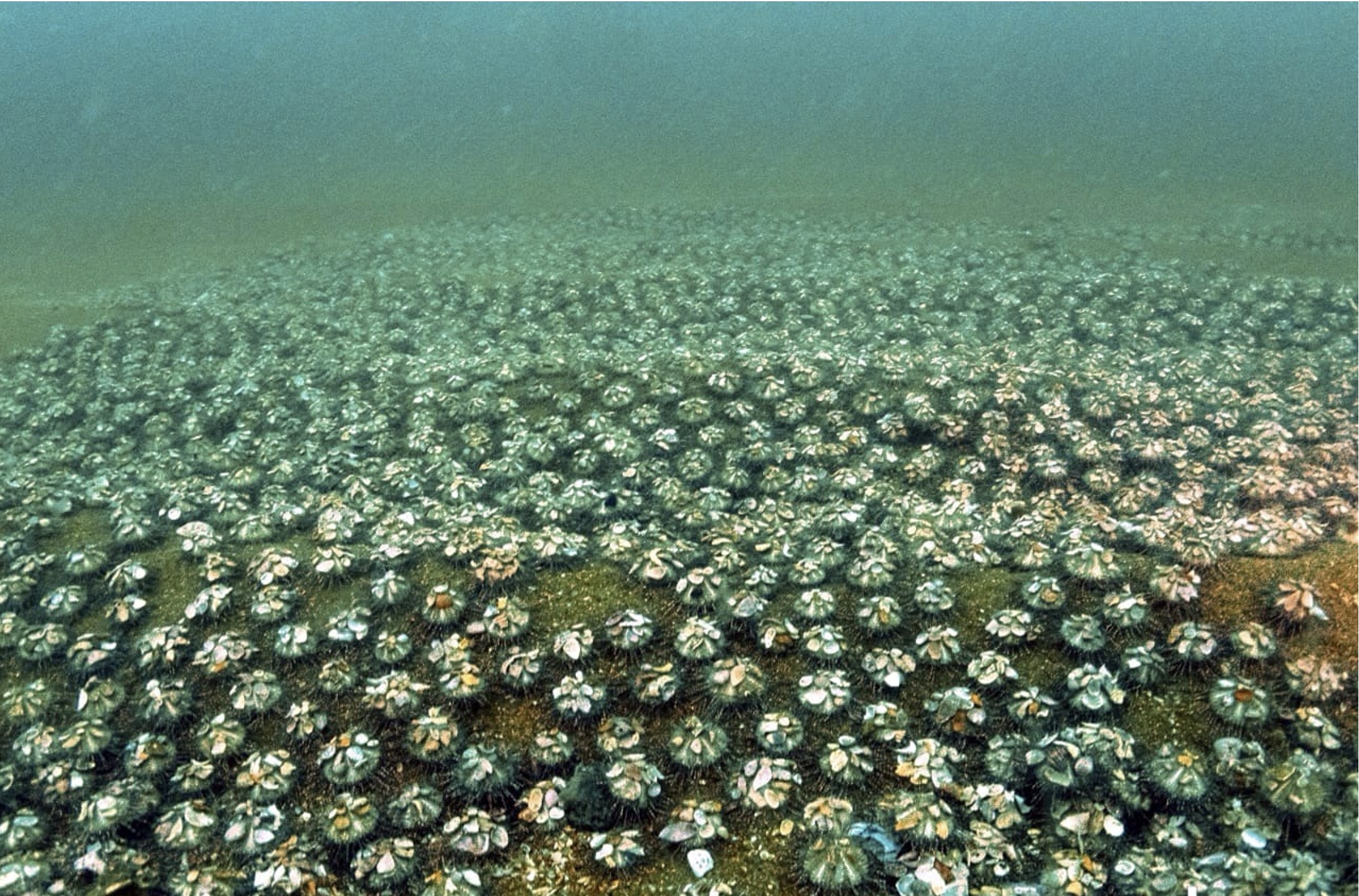 Marine Conservation India