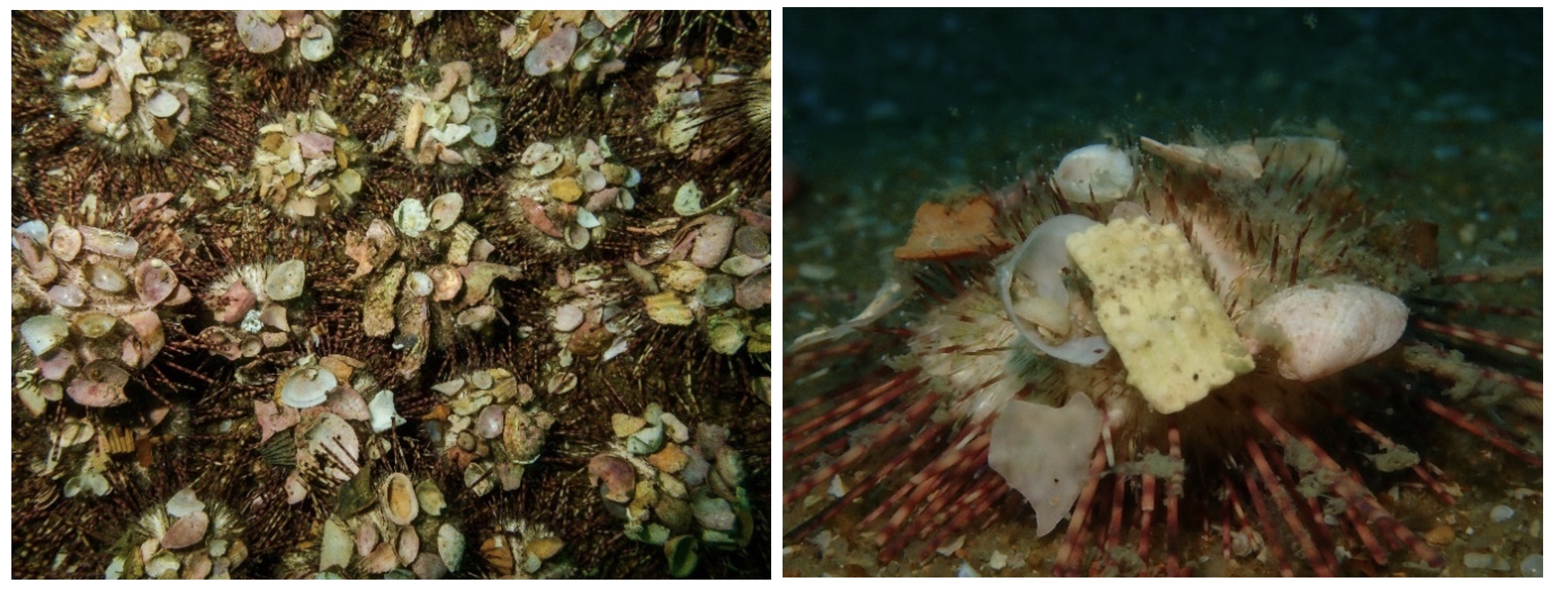 Marine Conservation India