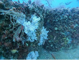 Marine Conservation India