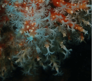 Marine Conservation India